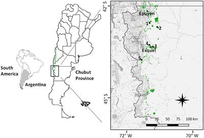 Plant Community Response to Forest Fuel Management in Patagonian Pine Plantations